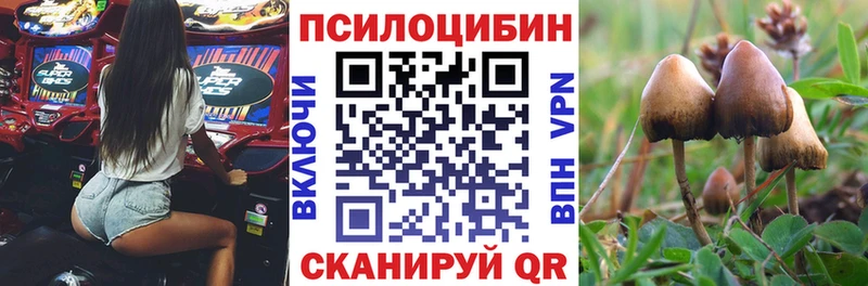 сколько стоит  Кулебаки  Псилоцибиновые грибы Cubensis 